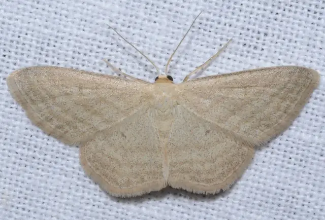Scopula virgulata - vesszős sávosaraszoló