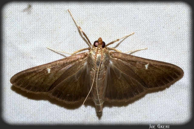 Cydalima perspectalis - puszpáng-tűzmoly