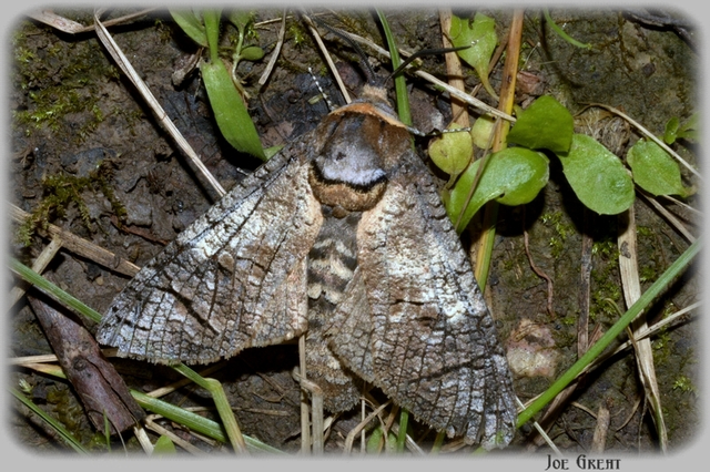 Cossus cossus - fűzfarontólepke