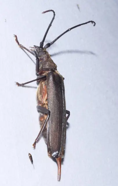 Aegosoma scabricorne - diófacincér