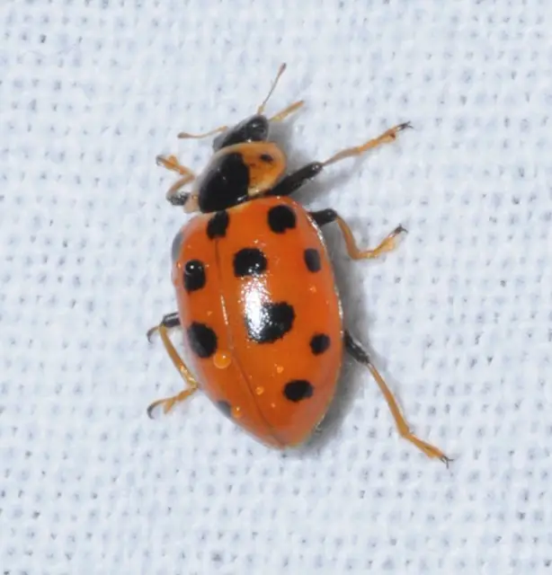 Hippodamia tredecimpunctata - mocsári katica