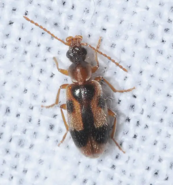 Notoxus monoceros - sárgahasú nyakszarvúbogár