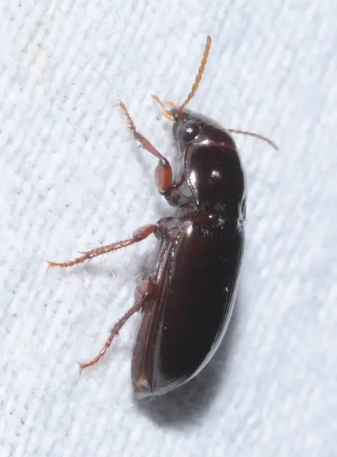 Amara apricaria - rozsdás közfutó Amara apricaria - rozsdás közfutó