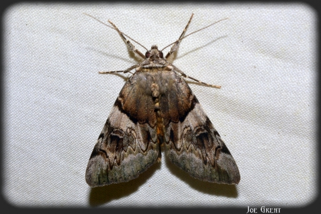 Catocala fulminea - galagonya-övesbagoly