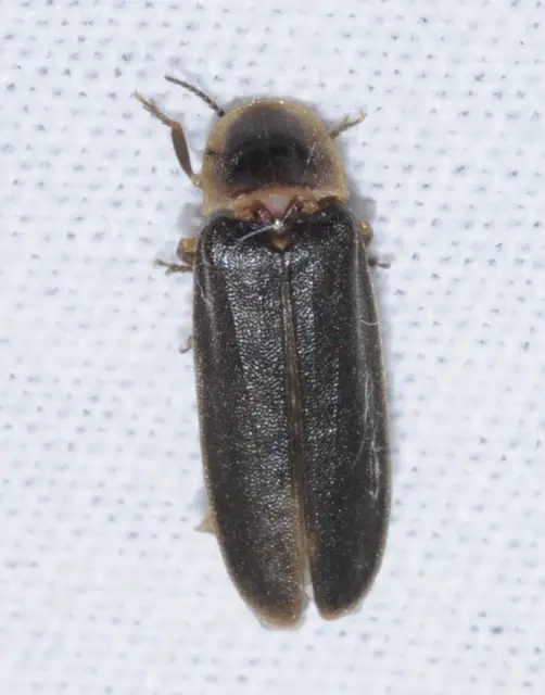 Lampyris noctiluca - nagy szentjánosbogár