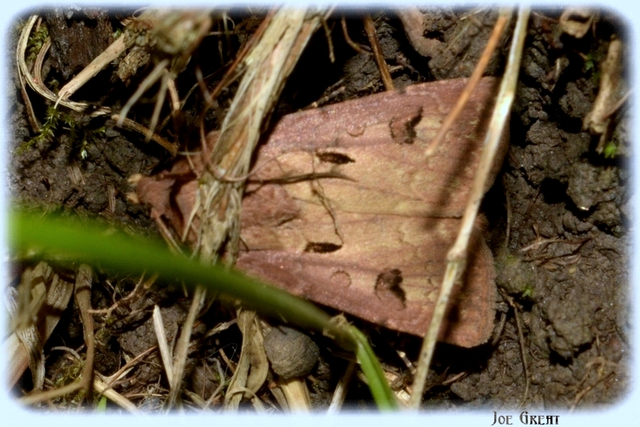 Agrotis exclamationis - felkiáltójeles földibagoly