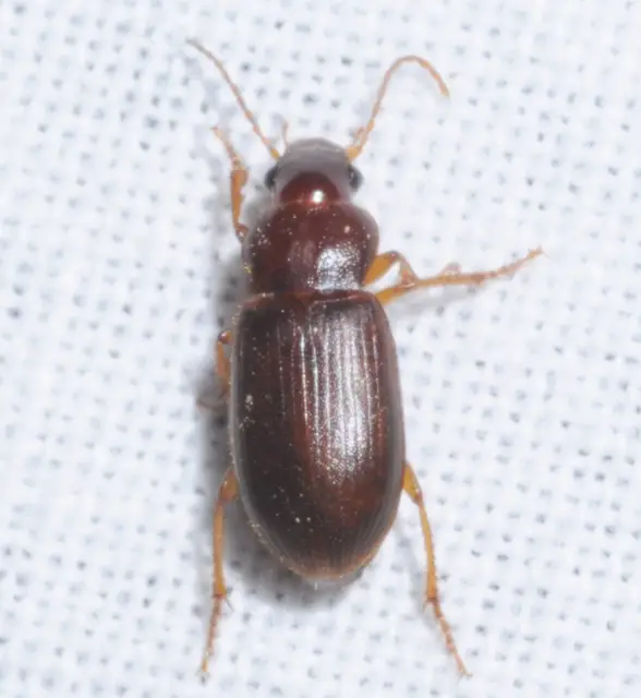 Ophonus rufibarbis - közönséges bársonyfutó