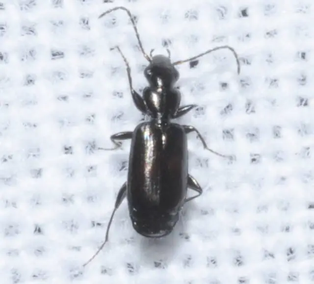 Microlestes corticalis - sziki parányfutó