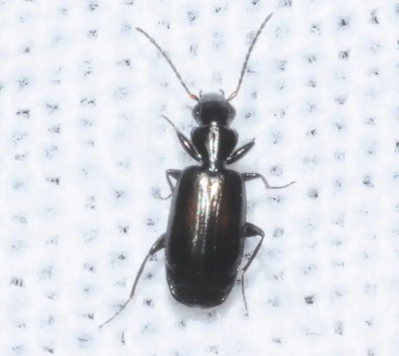 Microlestes corticalis - sziki parányfutó