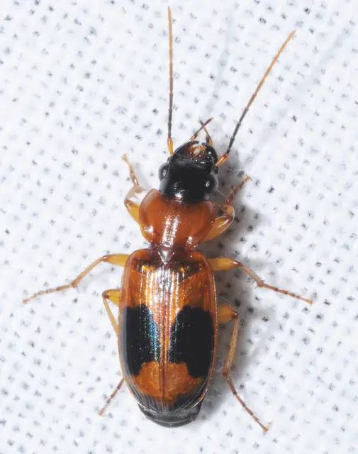 Badister unipustulatus - nagy posványfutonc