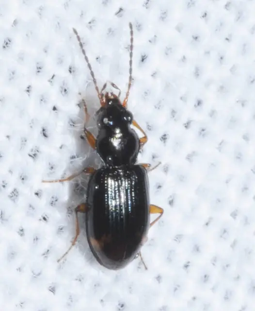 Bembidion assimile - kis gyorsfutó (Bembidion assimile)