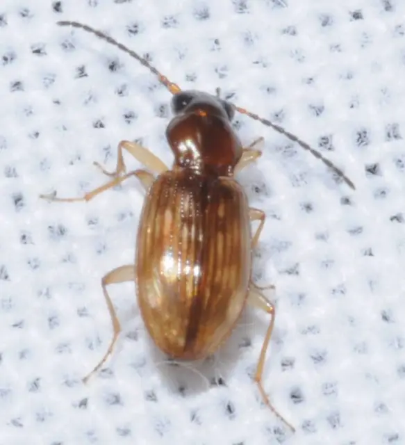Bembidion fumigatum - csíkos gyorsfutó