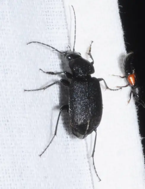 Chlaenius tristis - fekete bűzfutó