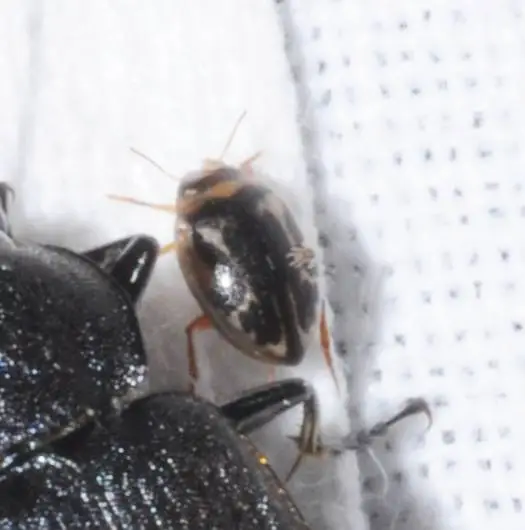 Hygrotus inaequalis - gyakori aprócsíkbogár