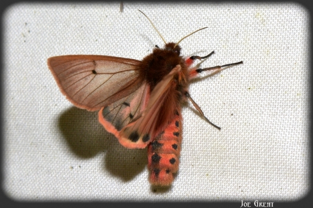 Phragmatobia fuliginosa - füstös medvelepke