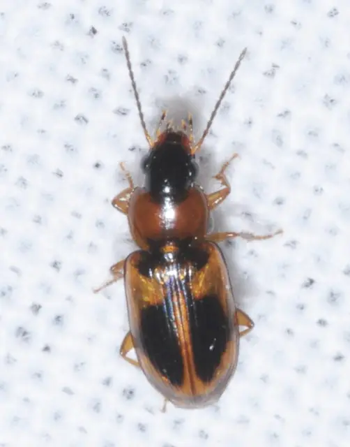 Acupalpus elegans - pompás törpefutonc