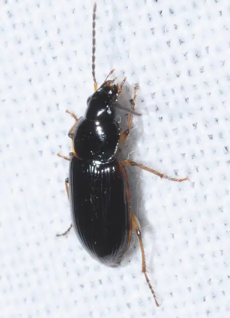 Stenolophus mixtus - közönséges turzásfutó