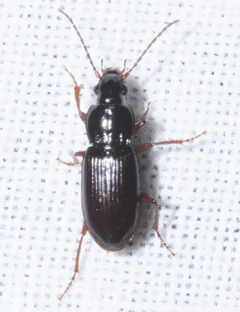 Pterostichus minor - kis gyászfutó