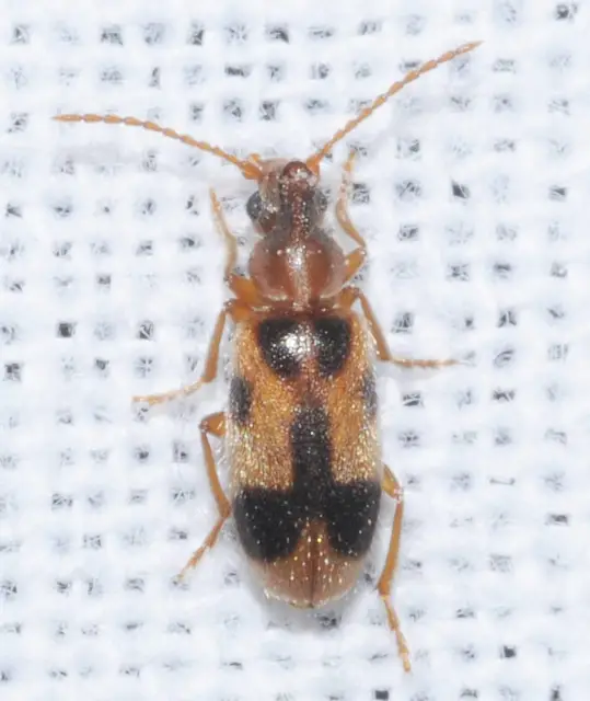 Notoxus monoceros - sárgahasú nyakszarvúbogár