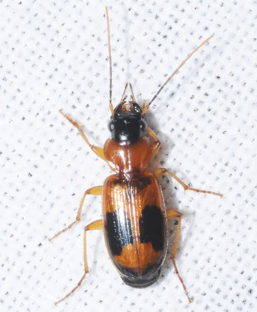 Badister unipustulatus - nagy posványfutonc