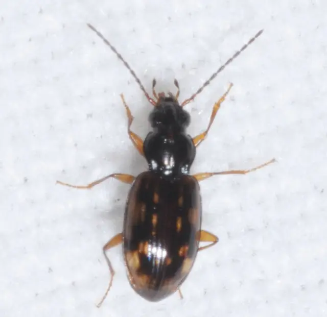 Bembidion fumigatum - csíkos gyorsfutó