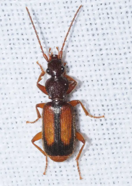 Polistichus connexus - barna sutafutó