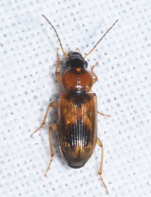 Stenolophus discophorus - kisfoltos turzásfutó
