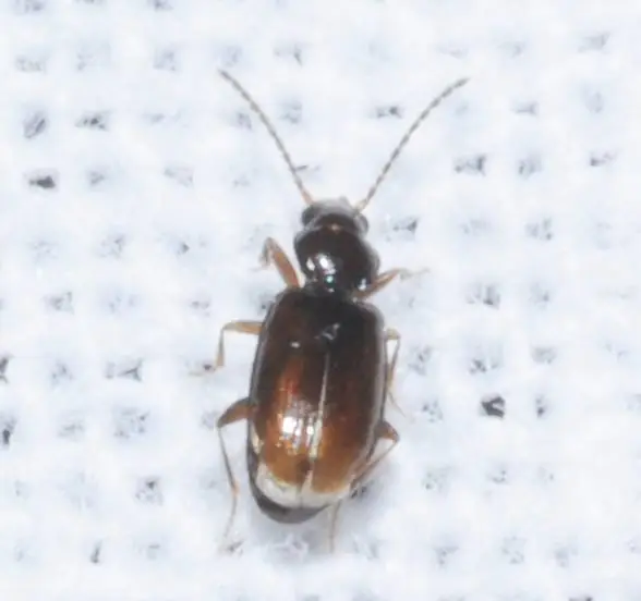 Tachys bistriatus - közönséges martfutó