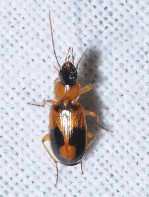 Badister meridionalis - közönséges posványfutonc