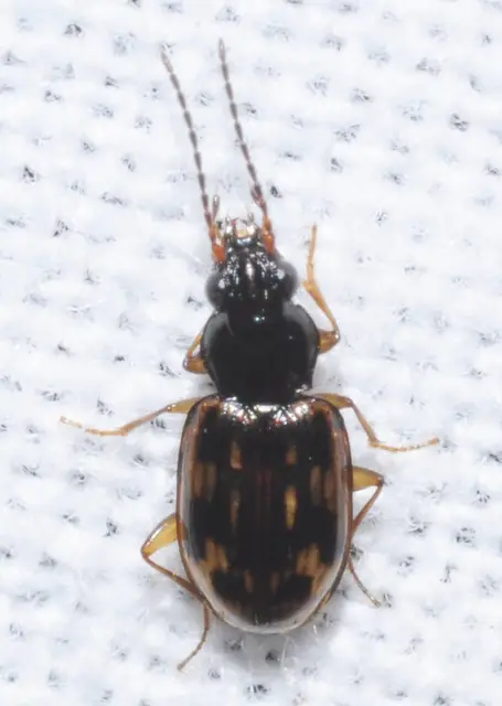 Bembidion octomaculatum - nyolcfoltos gyorsfutó