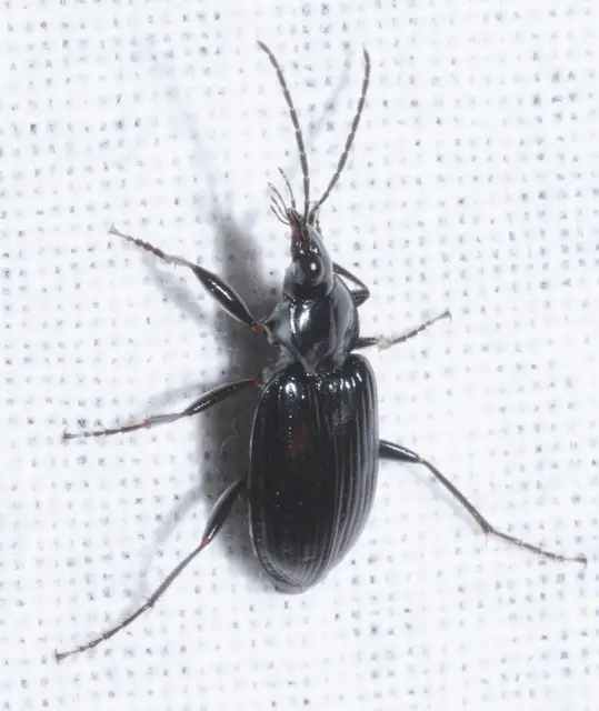 Agonum lugens - mocsári kisfutó Agonum lugens - mocsári kisfutó