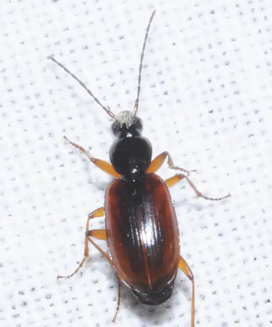 Agonum thoreyi - hosszúnyakú kisfutó Agonum thoreyi - hosszúnyakú kisfutó