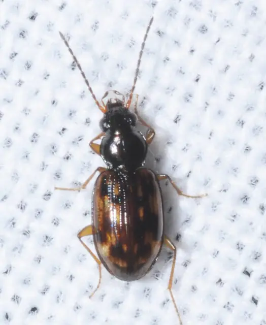 Bembidion fumigatum - csíkos gyorsfutó