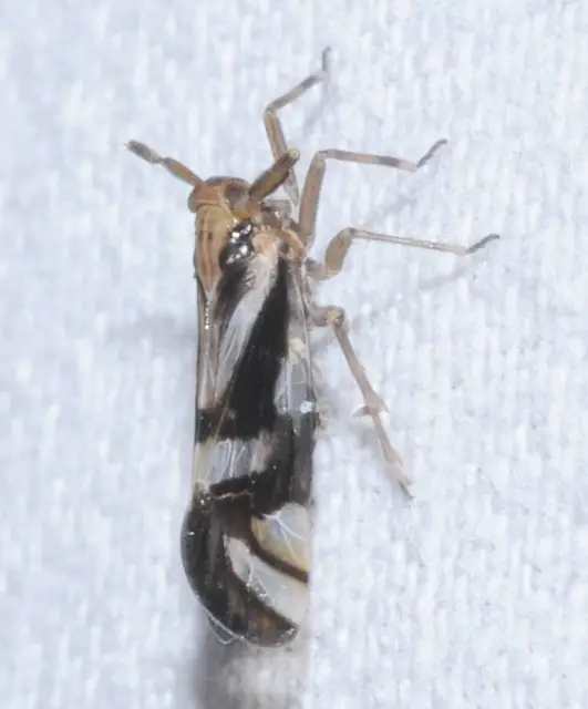 Delphax crassicornis