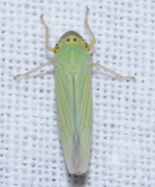 Cicadella viridis - méregzöld kabóca