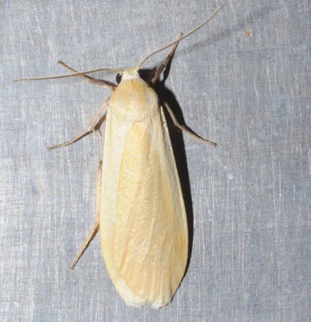 Eilema sororcula - sárga zuzmószövő