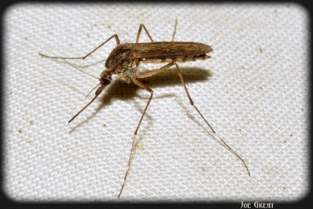 Diptera - Kétszárnyúak