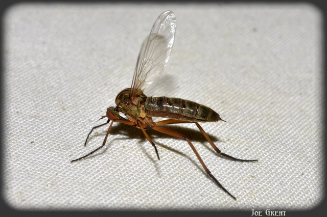 Diptera - Kétszárnyúak