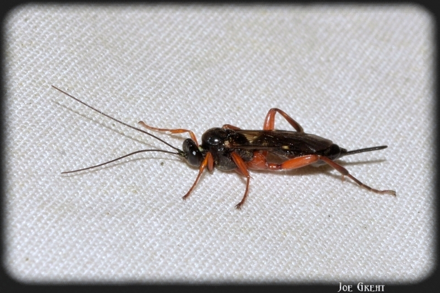 Hymenoptera - Hártyásszárnyúak