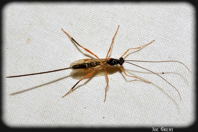 Hymenoptera - Hártyásszárnyúak