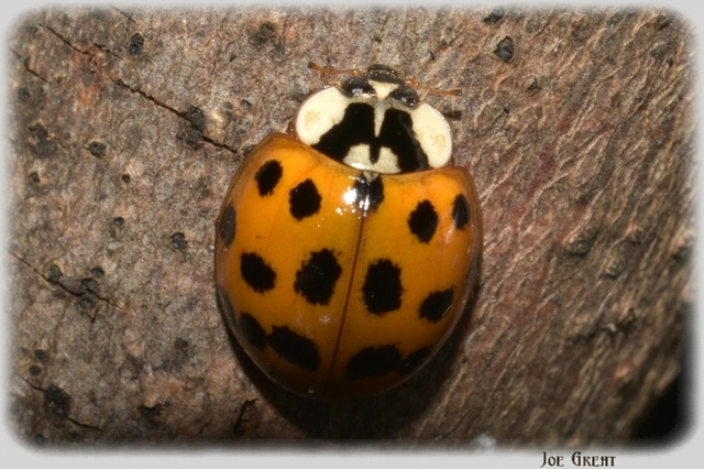 Harmonia axyridis - harlekinkatica