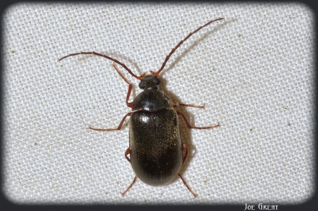 Hymenalia rufipes - rőtlábú alkonybogár