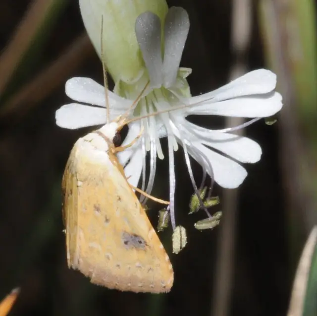 Rivula sericealis - selymes lórombagoly