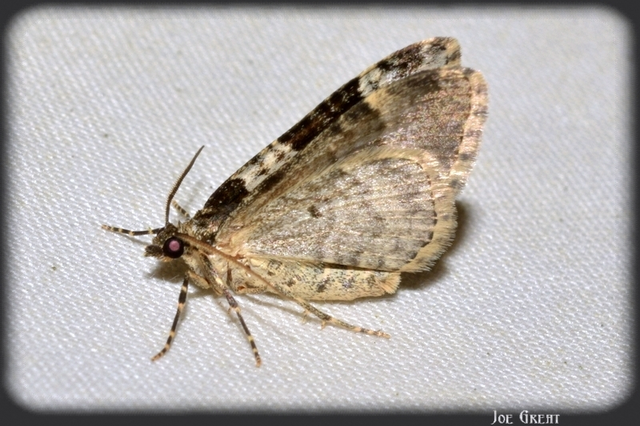 Xanthorhoe fluctuata - közönséges tarkaaraszoló