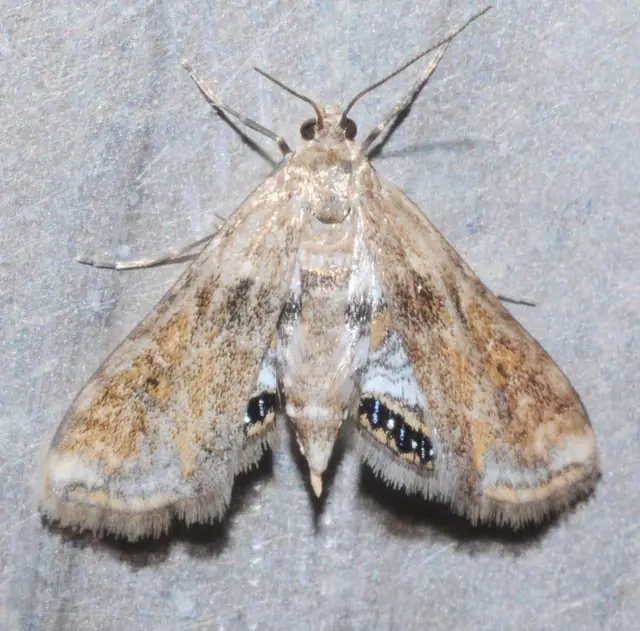 Cataclysta lemnata - békalencsemoly