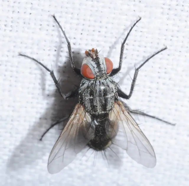 Tachinidae - fürkészlegyek