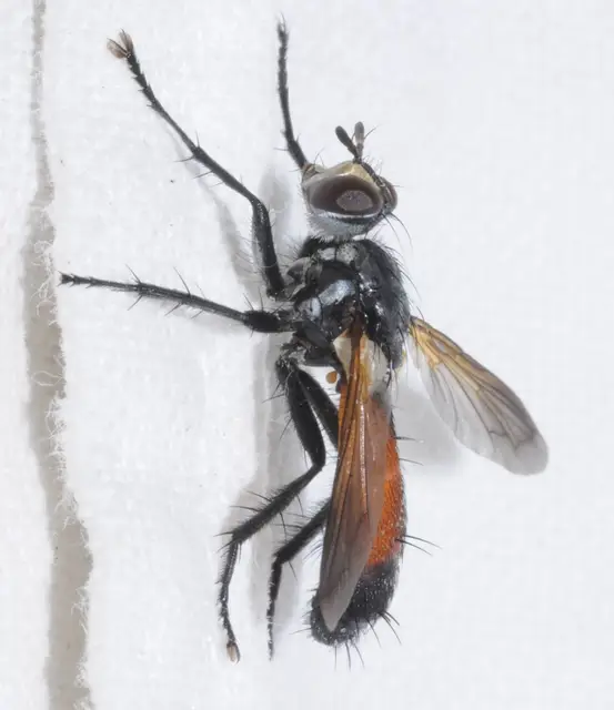 Cylindromyia