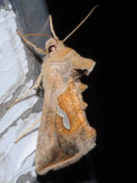 Macdunnoughia confusa - cseppfoltos ezüstbagoly