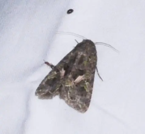 Trachea atriplicis - nyári zöldbagoly