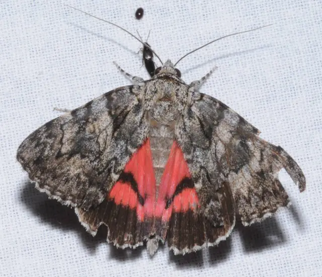 Catocala promissa - kis tölgyfa-övesbagoly